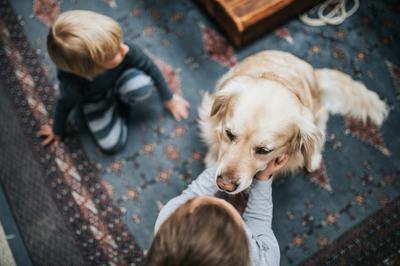 golden retriever gyerekekkel
