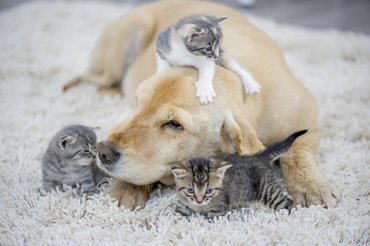 golden retriever macskákkal