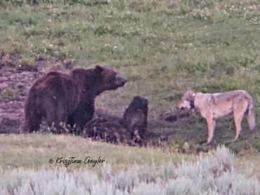 grizzyl medvék és farkas a yellowstone-ban