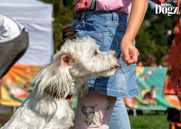 gyerek jutalomfalatot ad a kutyának