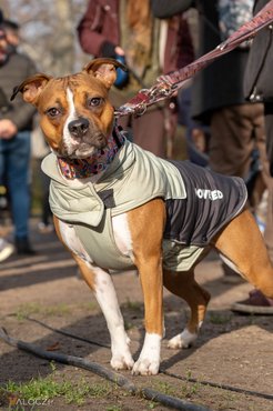 gyönyörű kutya a dogz falkasétán