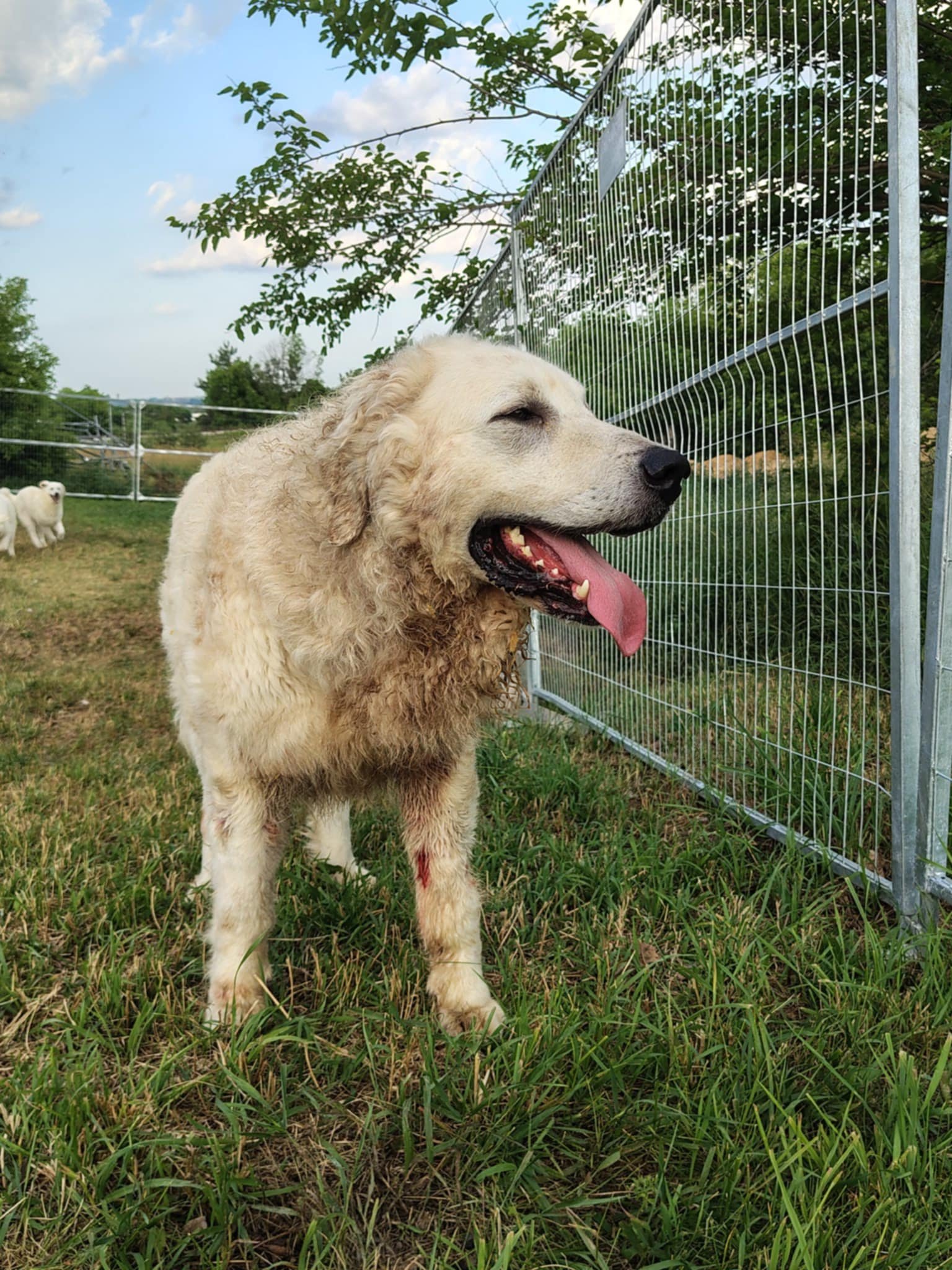 Sérült kuvasz