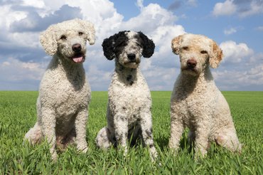 három doodle kutya réten