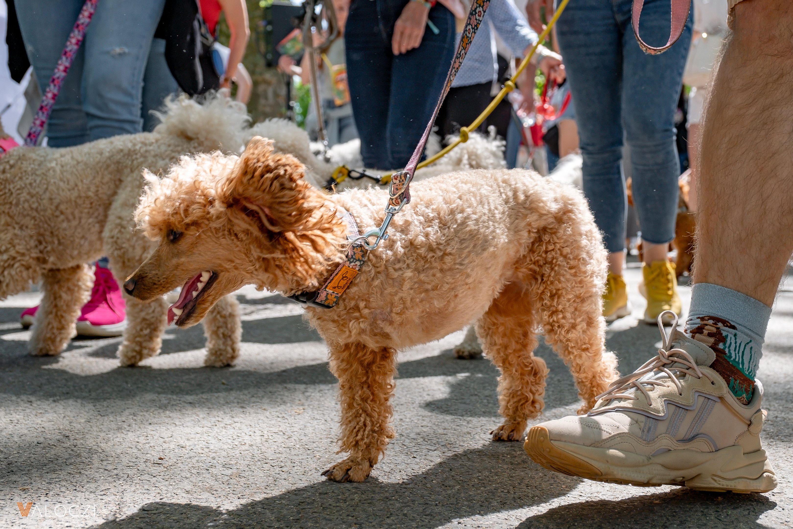 Uszkárfalkaséta a DOGZ Fesztivál 2025-ön