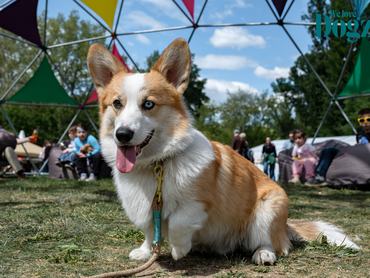 heterokrómiás corgi a dogz fesztiválon pózol 2026