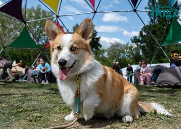 heterokrómiás corgi a dogz fesztiválon pózol 2026