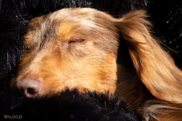 hosszúszőrű tacsi szunyókál