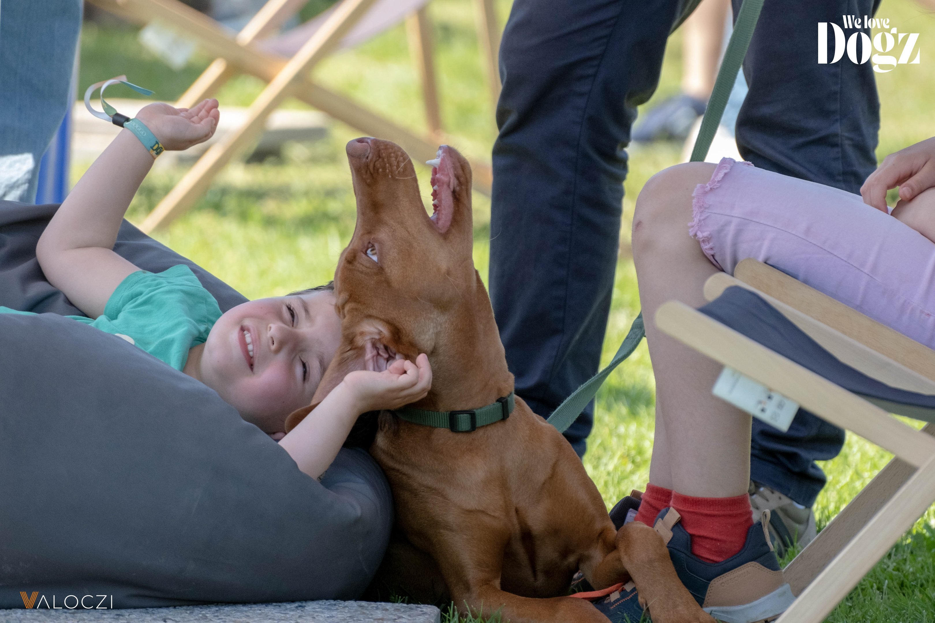 Hungarian Vizsla with a child