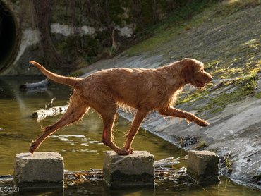 Hungarian Vizsla
