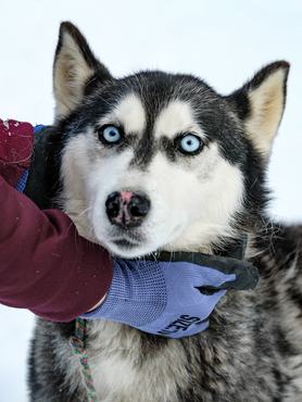 husky a hóban