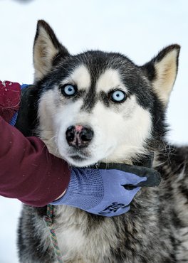 husky a hóban