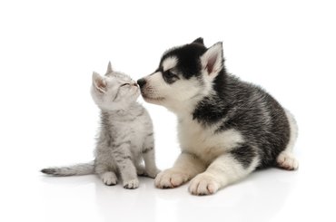 husky kölyök és egy kiscica