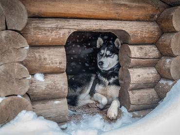 husky télen a kutyaházban