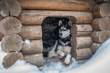 husky télen a kutyaházban