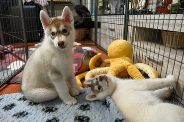 huskykölykök kennelben