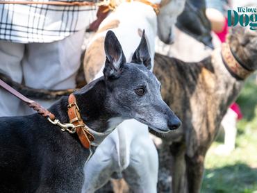 idős agár a dogz fesztiválon 2026