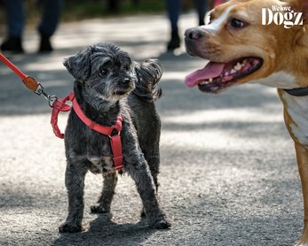 idős kutyus a falkasétán