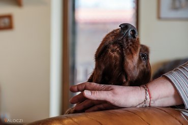 Ír szetter a gazdájával