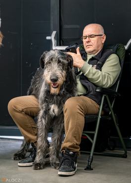 ír farkaskutya gazdája ölében