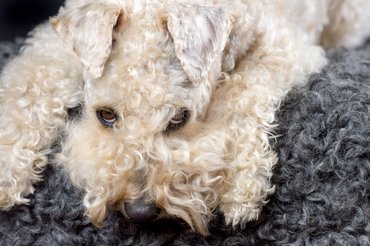 ír lágyszőrű búzaszínű terrier