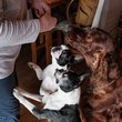 Irish Setter with Boston terriers eating