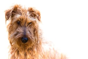 ír terrier