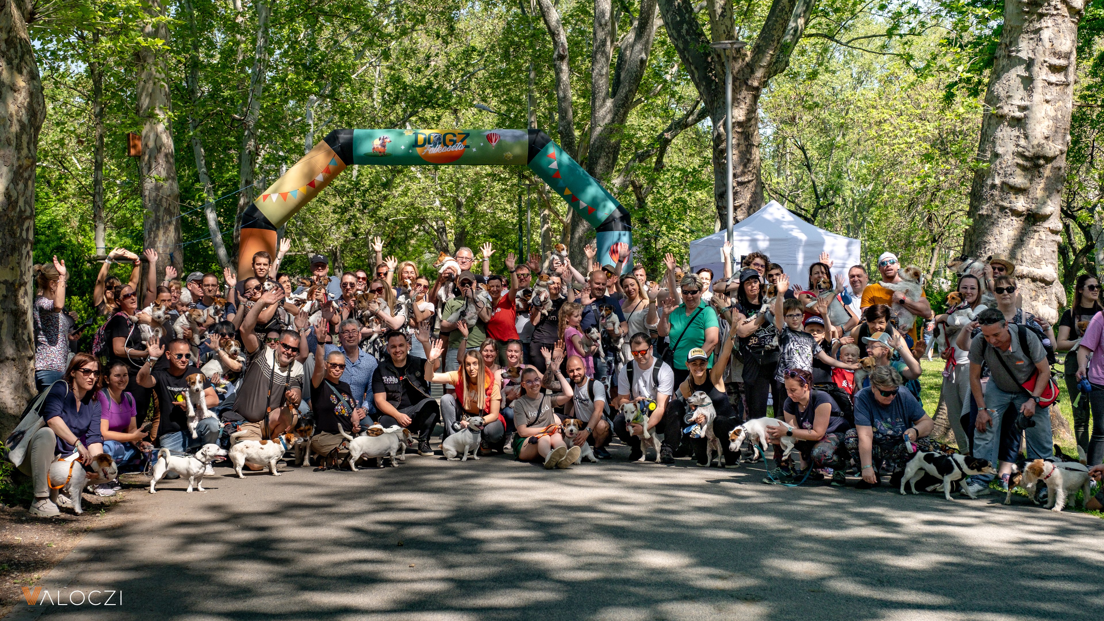 Jack russell terrier-falkaséta a DOGZ Fesztivál 2025-ön