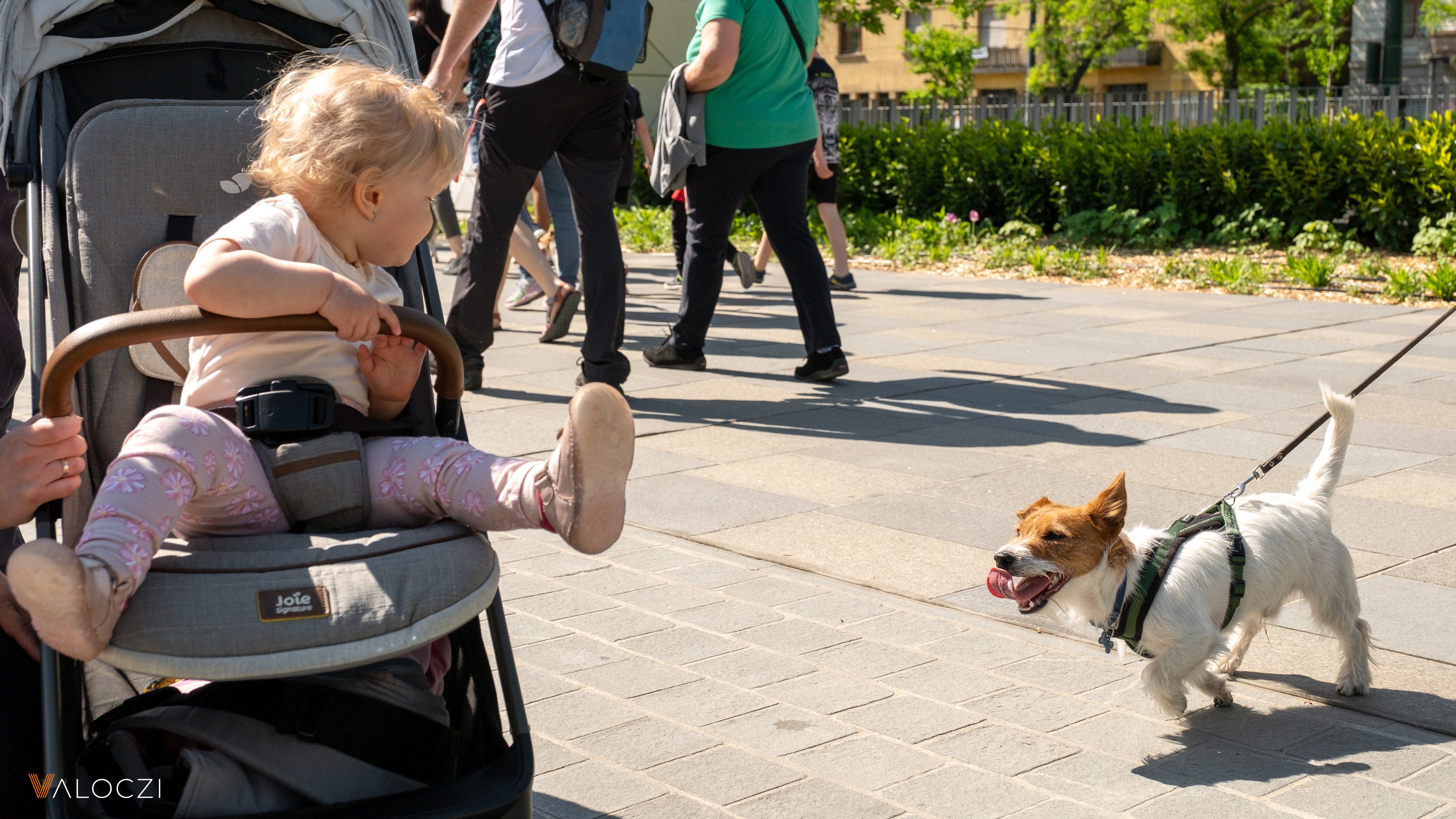 Jack russell terrier falkaséta a DOGZ Fesztivál 2025-ön