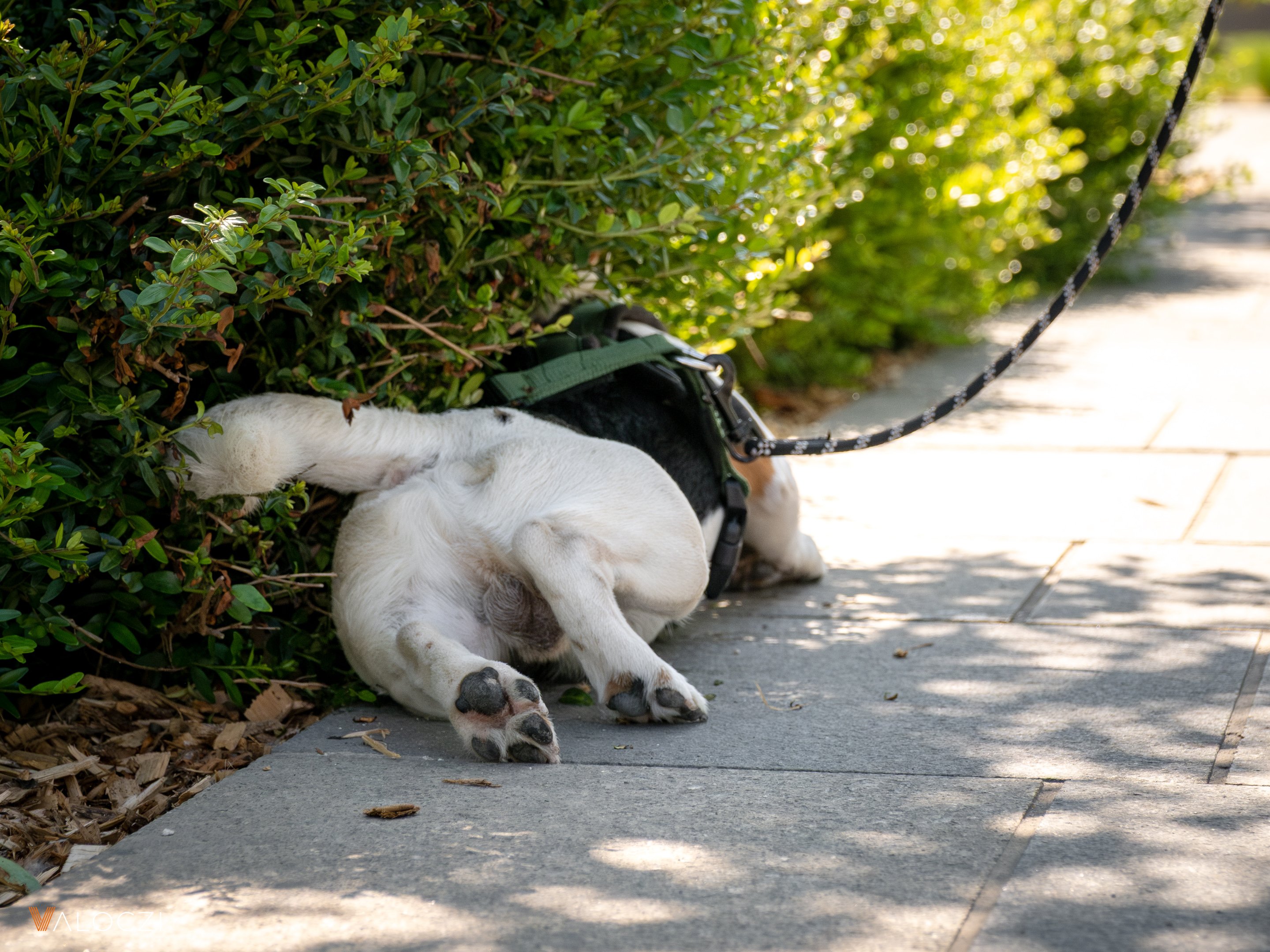 Jack russell terrier falkaséta a DOGZ Fesztivál 2025-ön