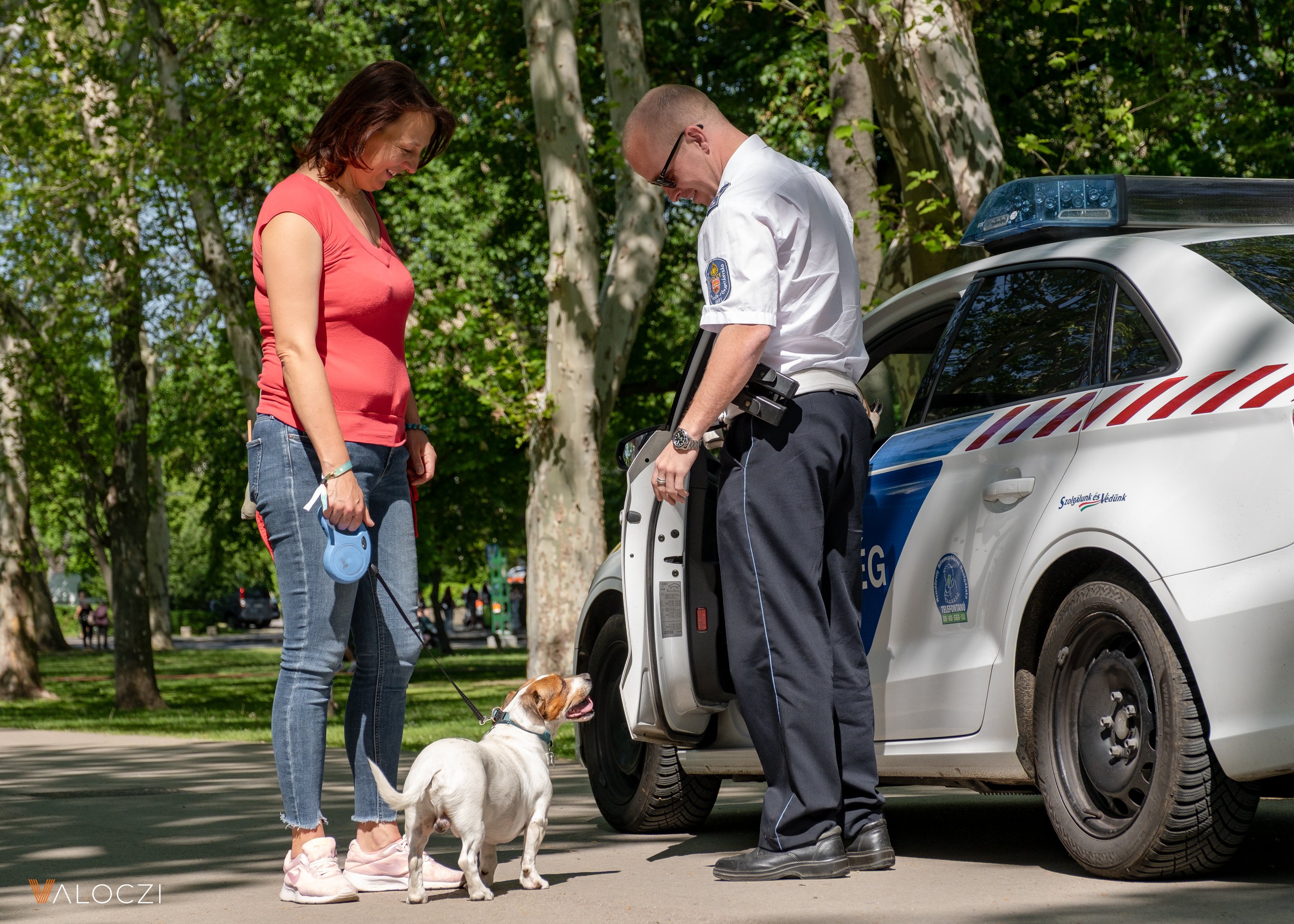 Jack russell terrier falkaséta a DOGZ Fesztivál 2025-ön