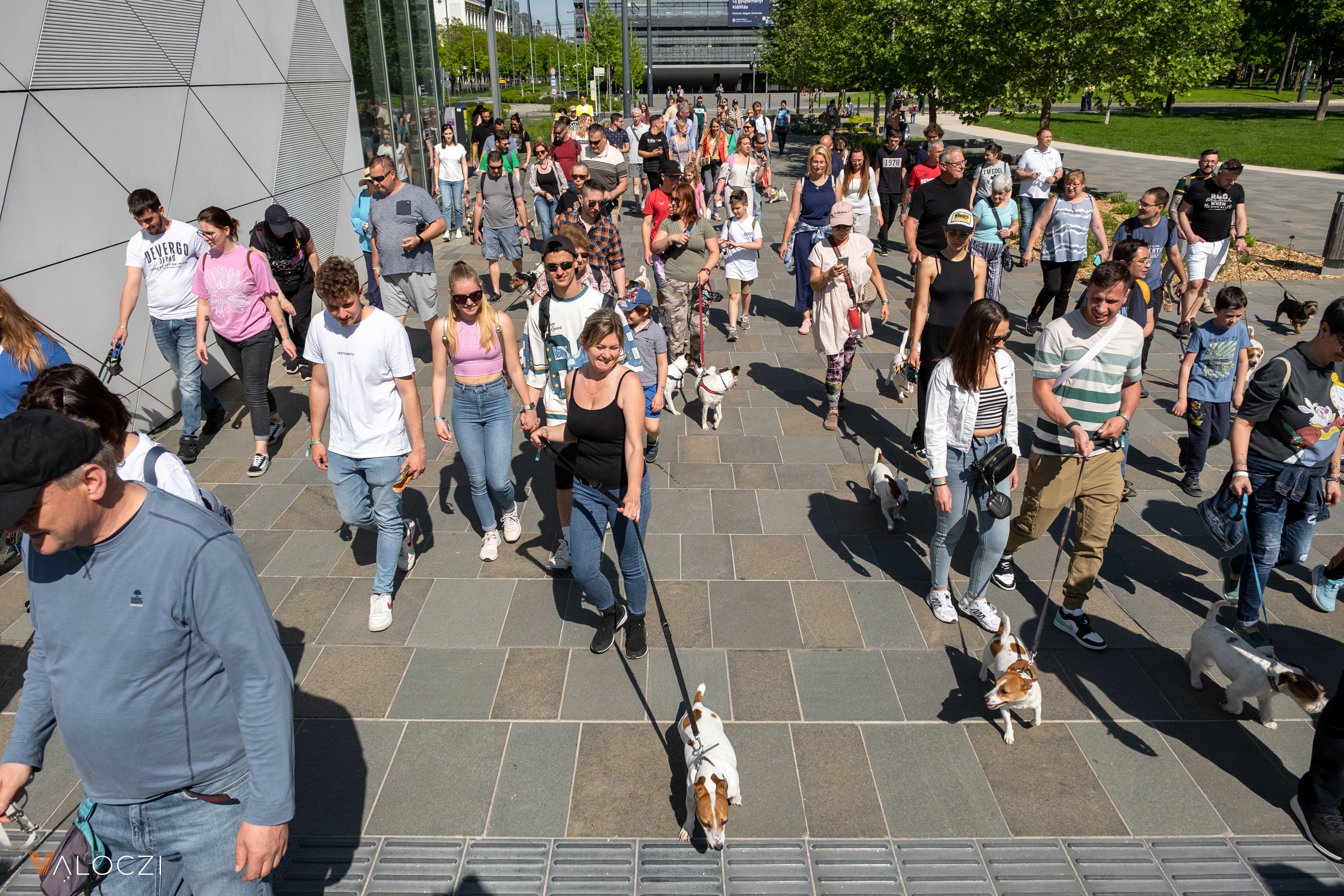 Jack russell terrier falkaséta a DOGZ Fesztivál 2025-ön