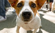 Jack russell terrier falkaséta a DOGZ Fesztivál 2025-ön