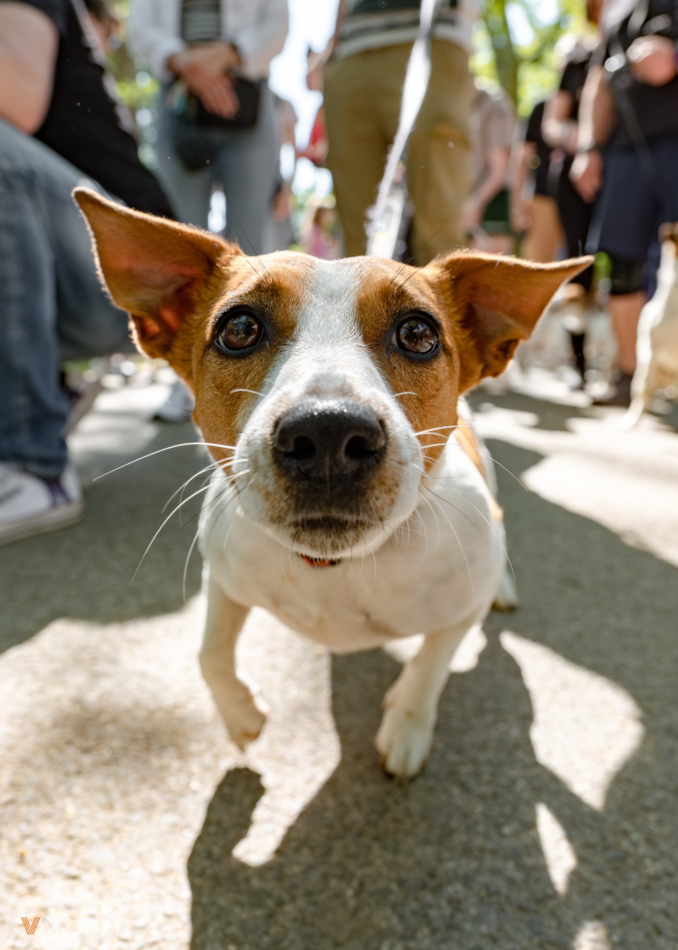 Jack russell terrier falkaséta a DOGZ Fesztivál 2025-ön