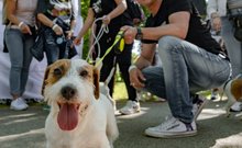 Jack russell terrier-falkaséta a DOGZ Fesztivál 2025-ön