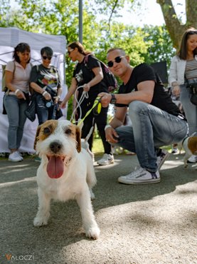 Jack russell terrier falkaséta a DOGZ Fesztivál 2025-ön