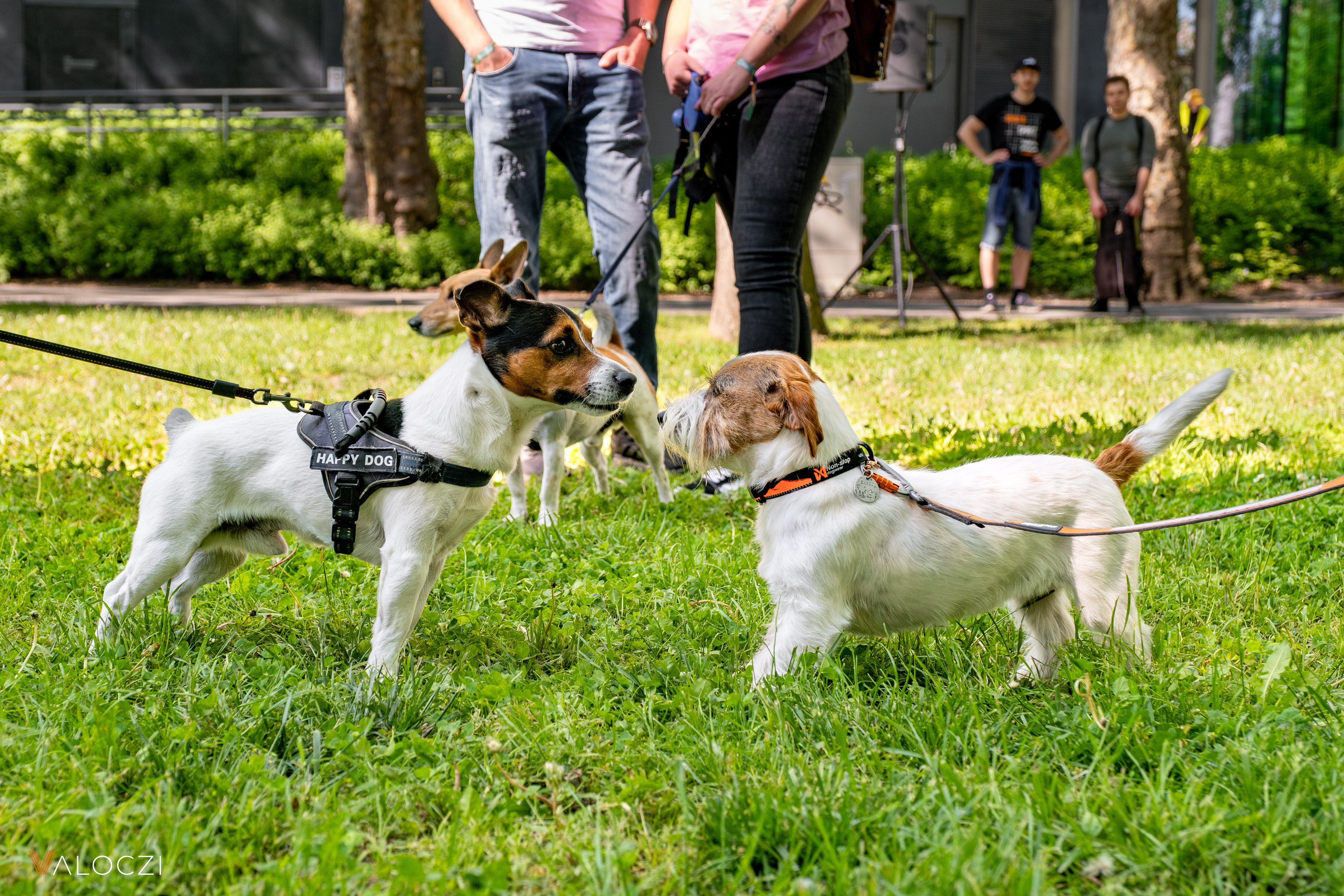 Jack russell terrier falkaséta a DOGZ Fesztivál 2025-ön