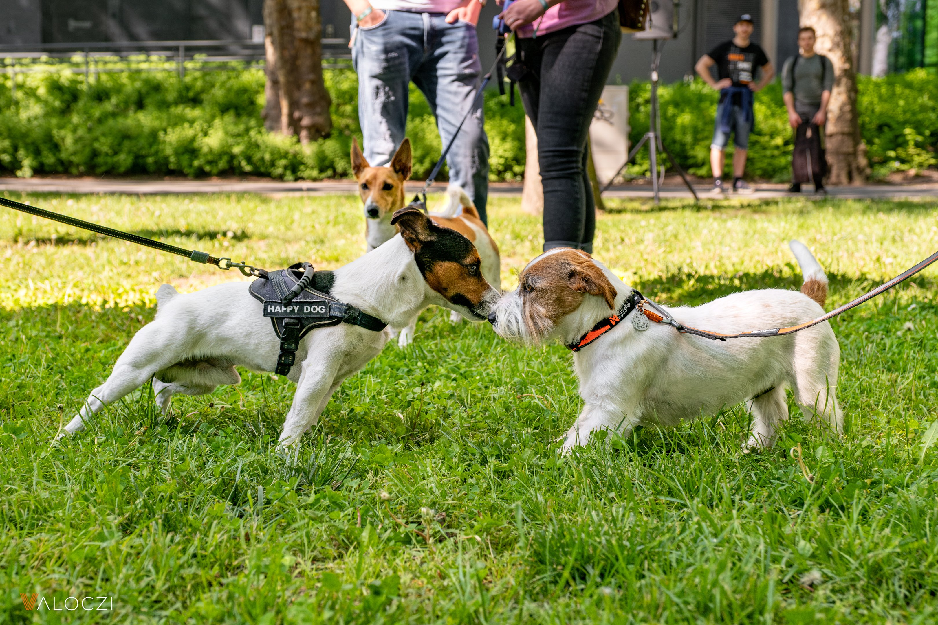 Jack russell terrier falkaséta a DOGZ Fesztivál 2025-ön