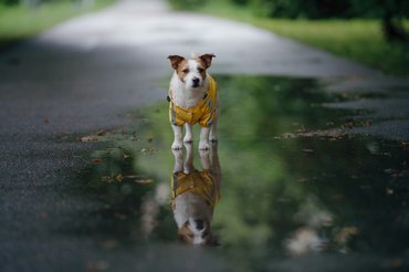 jack russel pocsolyában