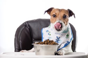 jack russell terrier etetőszékben előtte eledel