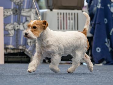 jack russell terrier kiállításon