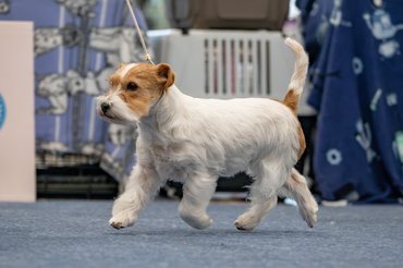jack russell terrier kiállításon