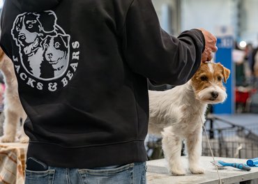 jack russell terrier kutyakiállításon