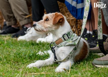 jack russell terrier pórázon