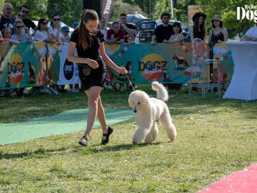 junior handler bemutató dogz fesztivál 2025