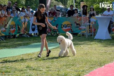 junior handler bemutató dogz fesztivál 2025
