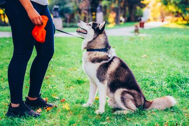 kakazacskót tartó gazdi kutyával egy parkban