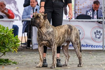 kanári szigeteki kutya