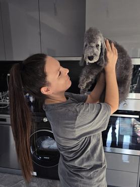 kék színű bedlington terrier