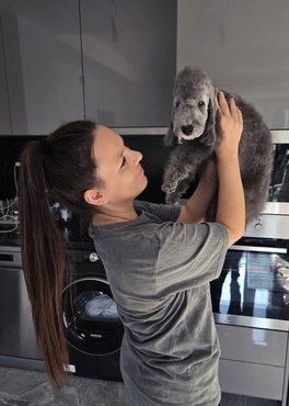 kék színű bedlington terrier