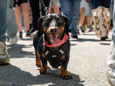 Tacskófalkaséta a DOGZ Fesztivál 2025-ön